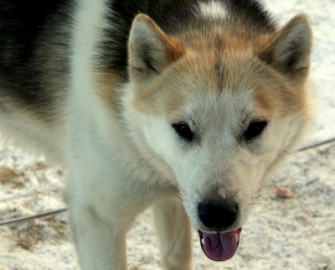 Wildernde Huskies im Damwildgatter
