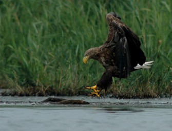 Weinviertel-Seeadler vergiftet