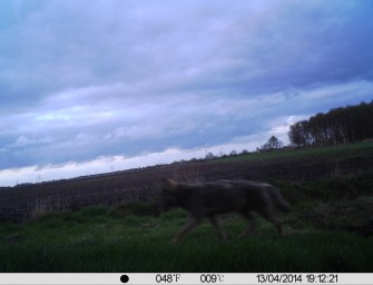 Unheimliches Trio verfolgt Wolfsfährte