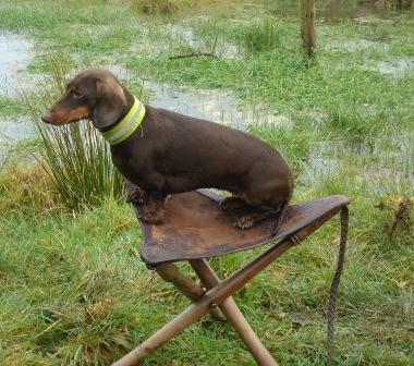 intelligentehunde.jpg