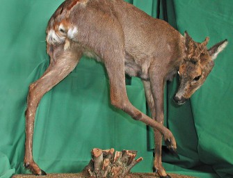 Humangenetiker erlegt intersexuelles Reh