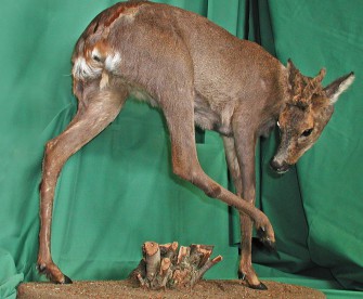 Humangenetiker erlegt intersexuelles Reh