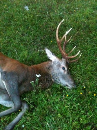 Österreich: Hirschwilderei im Burgenland