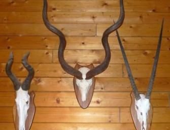 Interessen-Verband der Auslandsjäger IVA e.V. bietet günstige Mitgliedschaft für junge Jäger