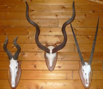 Interessen-Verband der Auslandsjäger IVA e.V. bietet günstige Mitgliedschaft für junge Jäger