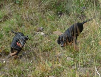 Autounfälle in der Bewegungsjagdsaison