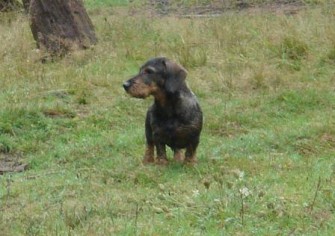 Wilderei mit der Stahlschlinge – Jagdhund beinahe getötet