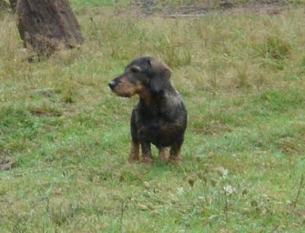 Wilderei mit der Stahlschlinge – Jagdhund beinahe getötet