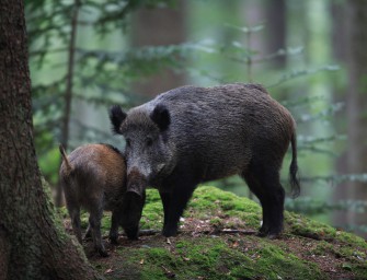 Afrikanische Schweinepest  Bedrohung für Deutschland?