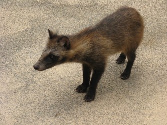 Niedersachsens Weidmänner erlegen erstmals mehr als tausend Marderhunde.