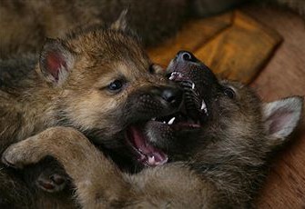 Wolfsnachwuchs nachgewiesen