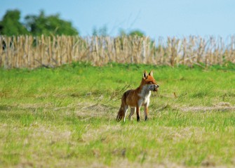 Tipps zur Jungfuchsbejagung am Heckbau