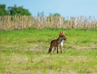 Tipps zur Jungfuchsbejagung am Heckbau