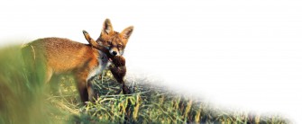 Jetzt Jungfüchse bejagen