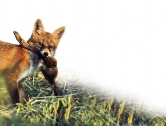 Jetzt Jungfüchse bejagen