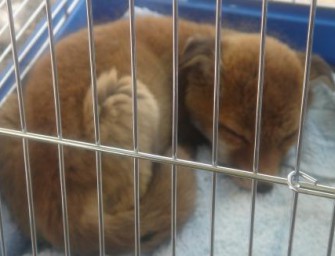 Tierquälerei – Ein Unbekannter hängte einem Fuchs ein Glockenhalsband um