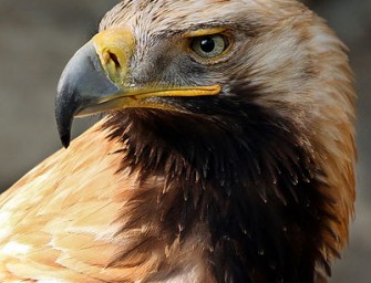 Österreich: Adlertod – Tierschützer und Jäger gleichermaßen geschockt!