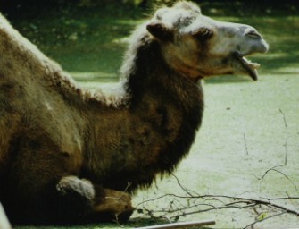 Kamel-Alarm im Outback