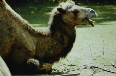 kameloutback.jpg
