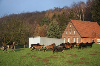 Ein Problem: Kamerunschafe und Muffelwild