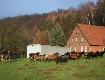 Ein Problem: Kamerunschafe und Muffelwild