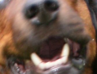 Jäger von Kampfhunden gejagt