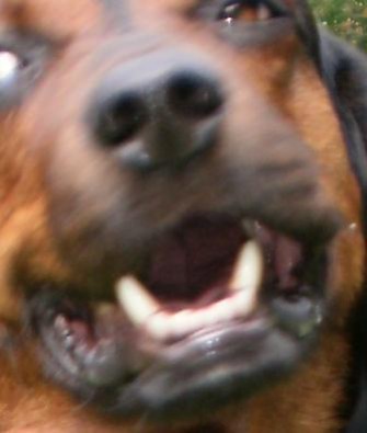 Jäger von Kampfhunden gejagt