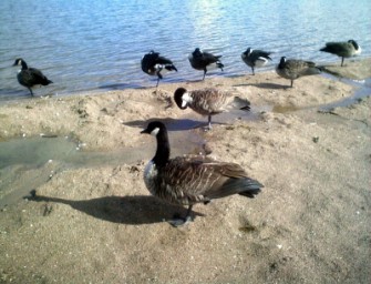 Das Ende der Schonzeit für die Kanadagänse in Leverkusen naht