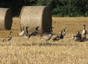 Tierschützer prangern Jäger an