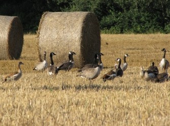 Tierschützer prangern Jäger an