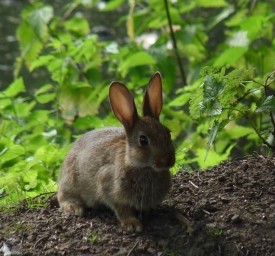 Kaninchen untergraben Schule