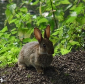 Helsinki – Kaninchen und Löwen