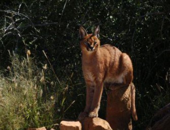 Der Wüstenluchs als Pirschbegleiter