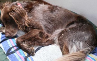 Hundewellness in Roma aeterna