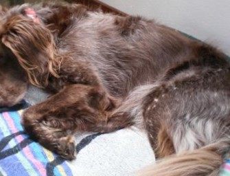 Hundewellness in Roma aeterna