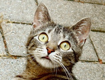 Zweierlei Maß beim Tierschutz?