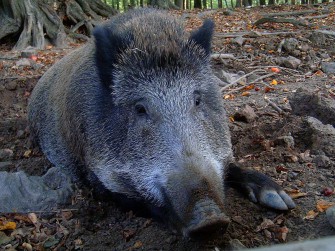 Immer mehr Wildschweine in Europa
