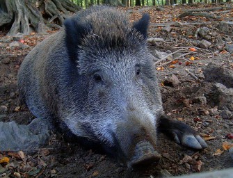 Immer mehr Wildschweine in Europa