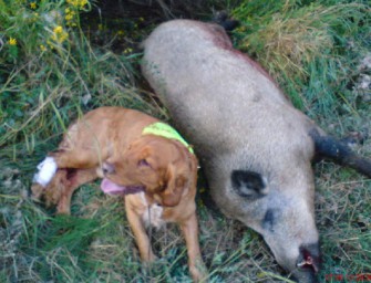 Mecklenburg-Vorpommern: Bundesstraße für Nachsuche gesperrt