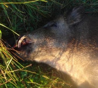 Deutschlandweiter Streckenrekord beim Schwarzwild