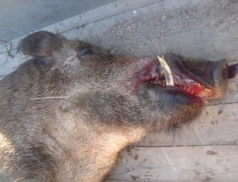 Fangschuss im Hausflur