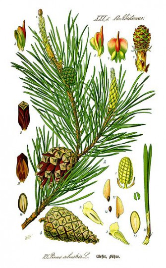 Neuartiger Schädling im Kiefernwald