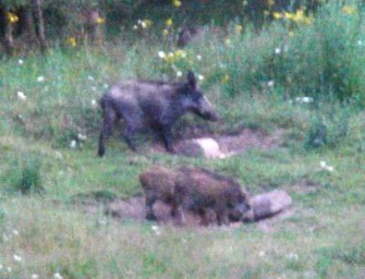 Impfköderaktion in Eifel, Westerwald und Pfalz