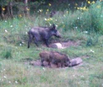 Impfköderaktion in Eifel, Westerwald und Pfalz