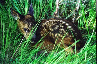 Jetzt Kitze schützen!