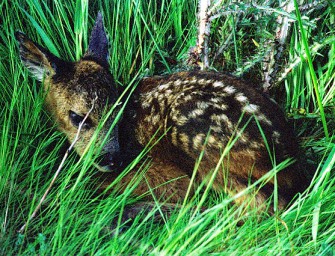 Jetzt Kitze schützen!