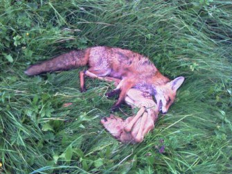 Fuchs, du hast das Kitz gestohlen