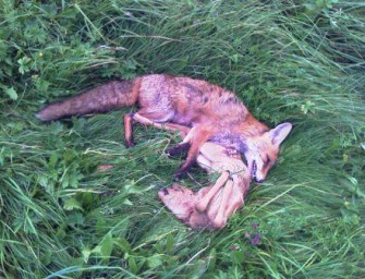 Fuchs, du hast das Kitz gestohlen