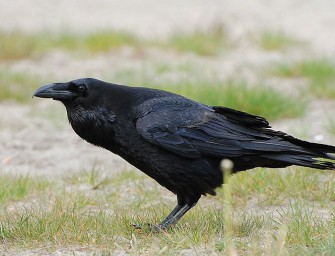 Mecklenburg-Vorpommern: Kolkraben töten Kälber.