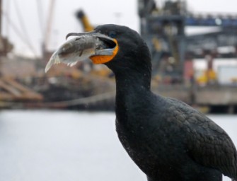 Freiburg – erneute Bejagung auf Kormorane genehmigt